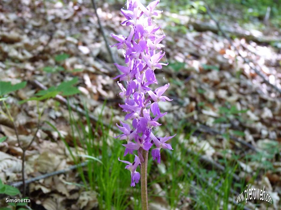 16 Orchidee di bosco.JPG